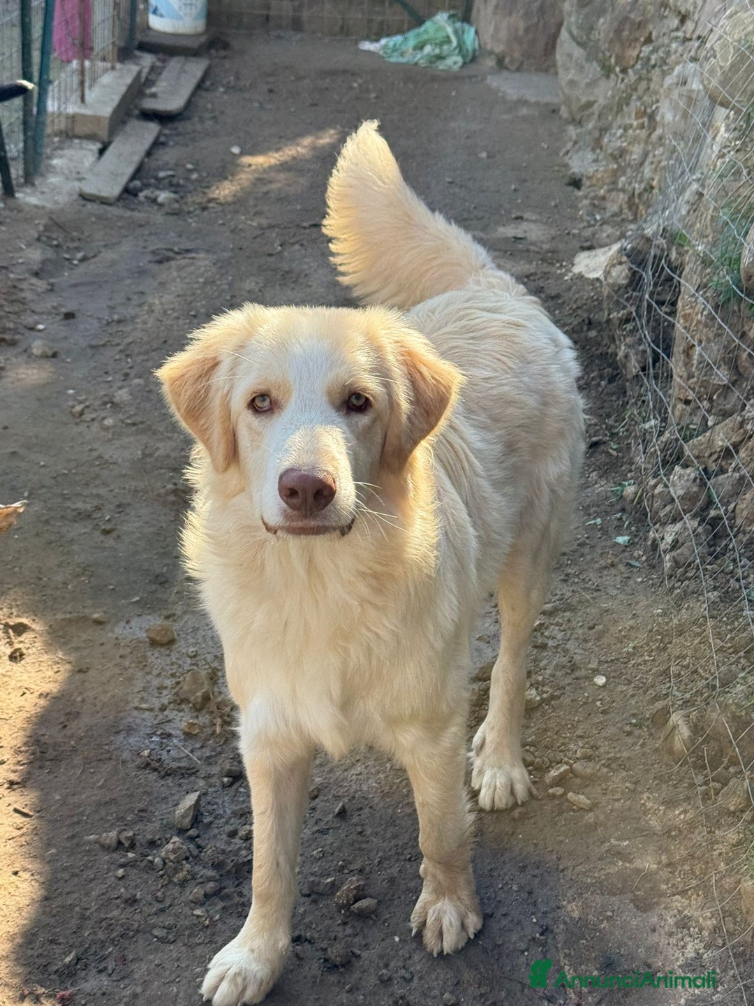 Meticcio cani in regalo: ARGO, COSÌ BELLO, NON LO VUOLE NESSUNO!?!?! - Annuncio 1