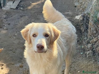 Meticcio cani ARGO, COSÌ BELLO, NON LO VUOLE NESSUNO!?!?! - Annuncio 2