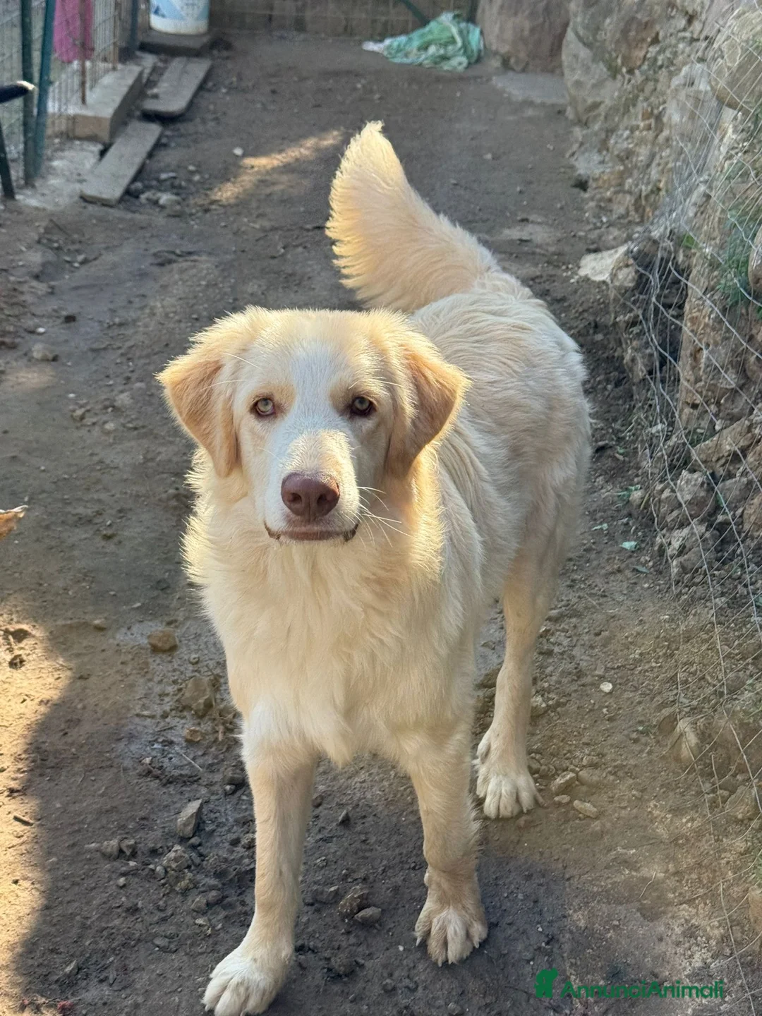 Meticcio cani in regalo: ARGO, COSÌ BELLO, NON LO VUOLE NESSUNO!?!?! - Annuncio 1