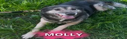 Meticcio cani in regalo: Molly  a Provincia di Crotone - Annuncio 1