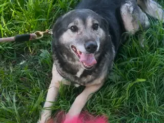 Meticcio cani Molly - Annuncio 8