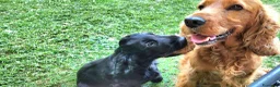 Cocker cani in vendita: Cucciolo di Cocker - Annuncio 9