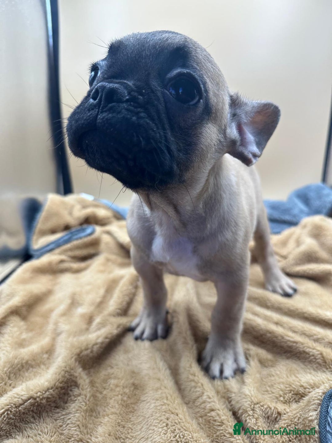 Bulldog Francese cani in vendita: Bouledogue Francese con Pedigree - Annuncio 5