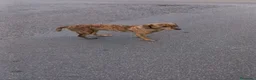 Segugio cani in regalo: Segugia maculata bella e buona 1anno kg10/12.NUORO - Annuncio 3