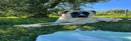Meticcio cani in regalo: Cerchiamo urgente stallo casalingo postoperatorio  - Annuncio 10