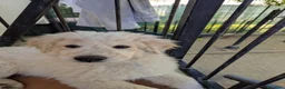 Pastore Abbruzzese Maremmano cani in regalo: cuccioli maremmani - Annuncio 3