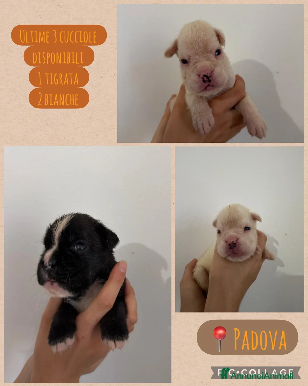 Boxer cani in vendita: Boxer cuccioli - Annuncio 1