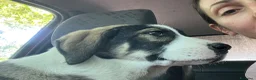 Pastore Asia Centrale cani in vendita: Cucciola di Pastore dell’Asia Centrale - Annuncio 12