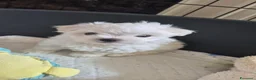 Maltese cani in vendita: Cuccioli di maltese  a Provincia di Macerata - Annuncio 4