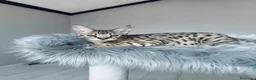 Savannah gatti in vendita: Splendidi cuccioli di gatto Savannah – 4 mesi  - Annuncio 30