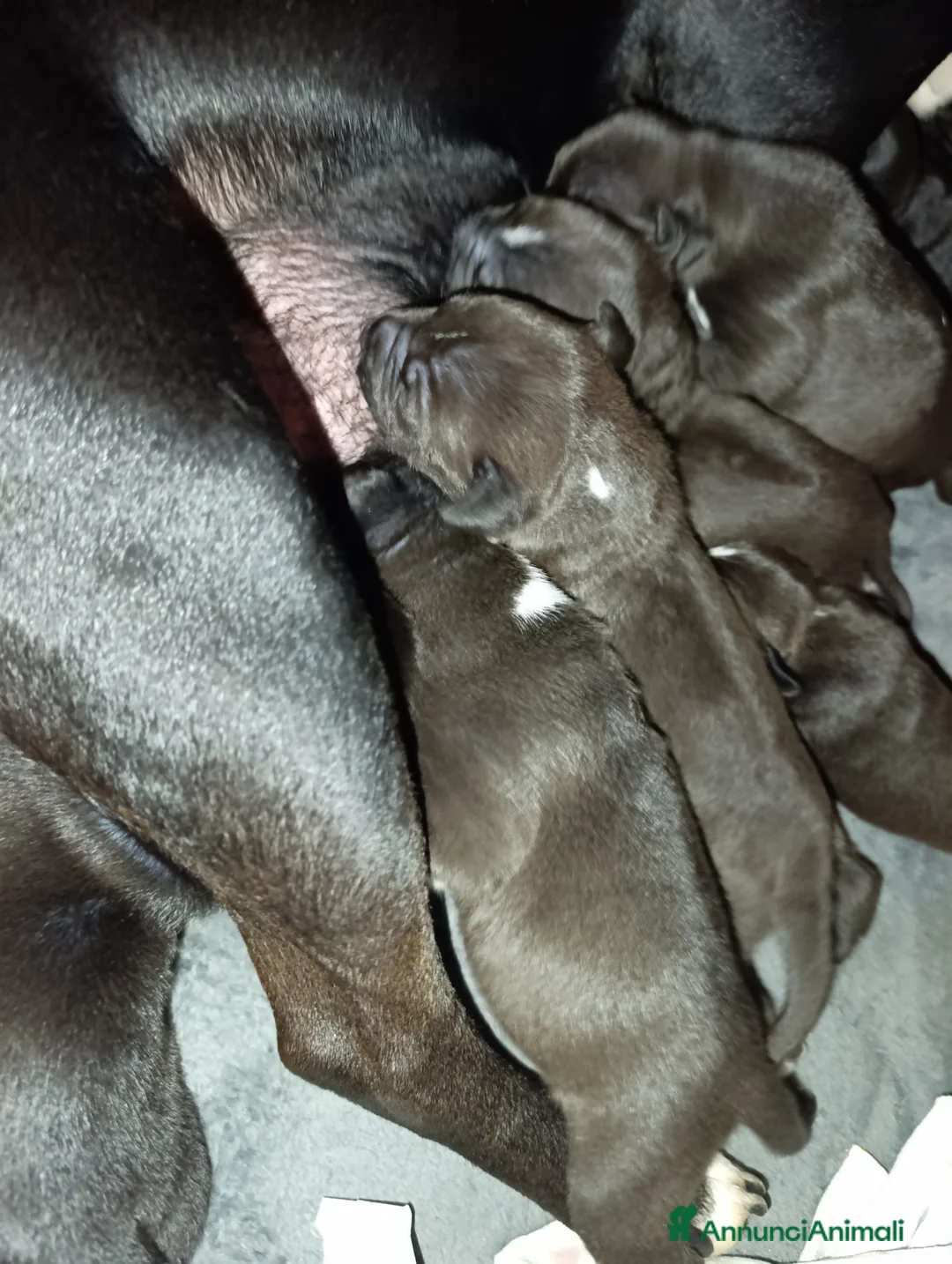 American Staffordshire cani in vendita: Amstaff  - Annuncio 2