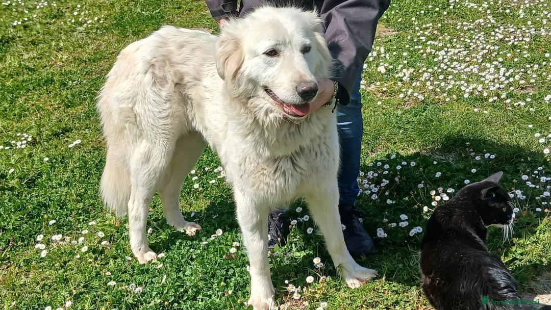 Meticcio cani in regalo: DILETTA LA BONTA' ASSOLUTA CERCA CASA, IN ADOZIONE - Annuncio 4