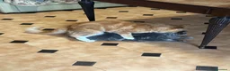 Maine Coon gatti in vendita: Maine Coon a Città metropolitana di Roma Capitale - Annuncio 10
