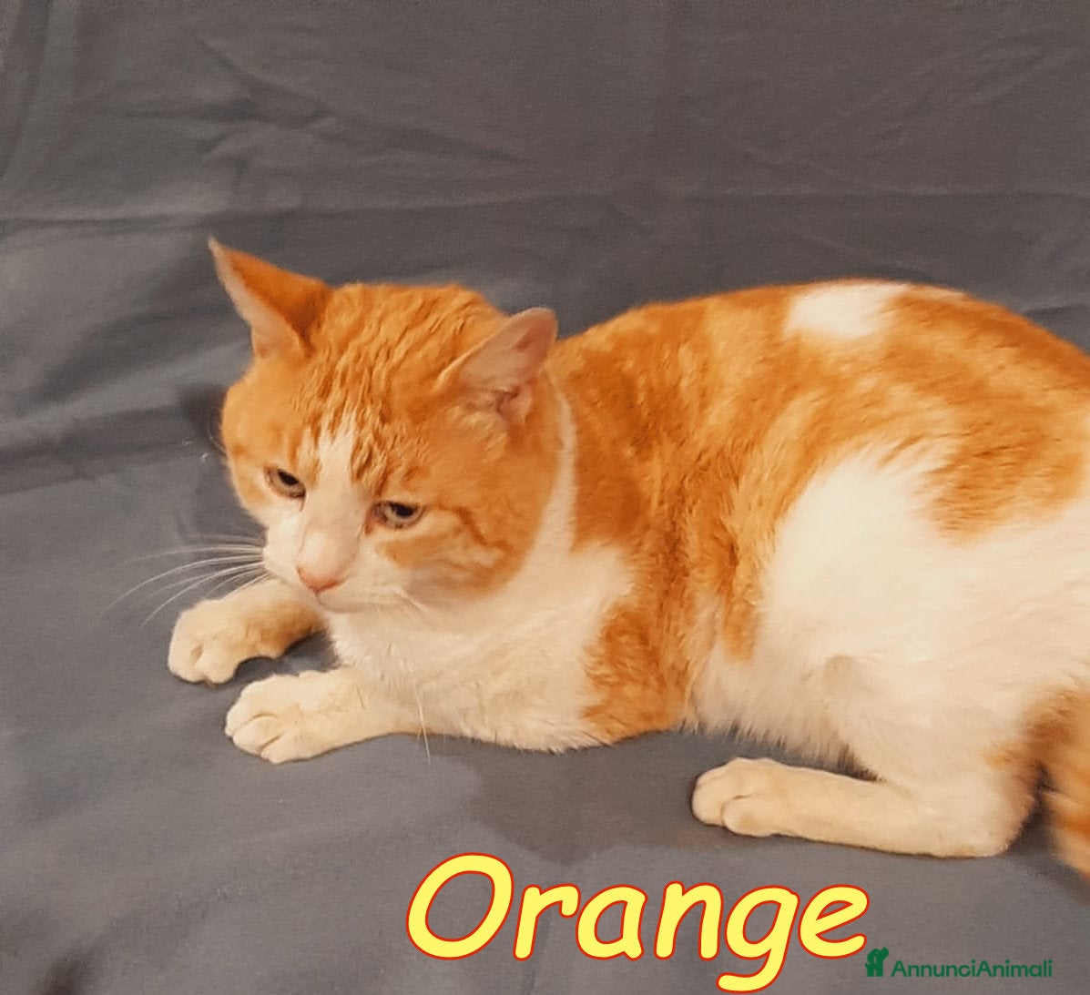 Europeo gatti ORANGE gattino fantastico - Annuncio 2