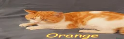 Europeo gatti in regalo: ORANGE gattino fantastico - Annuncio 2