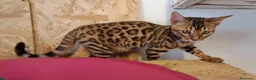 Bengala gatti in vendita: Bengala cuccioli con pedegree a Provincia di Treviso - Annuncio 6