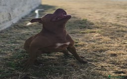 Pitbull cani in regalo: Jago, il rosso  a Città Metropolitana di Bari - Immagine 3