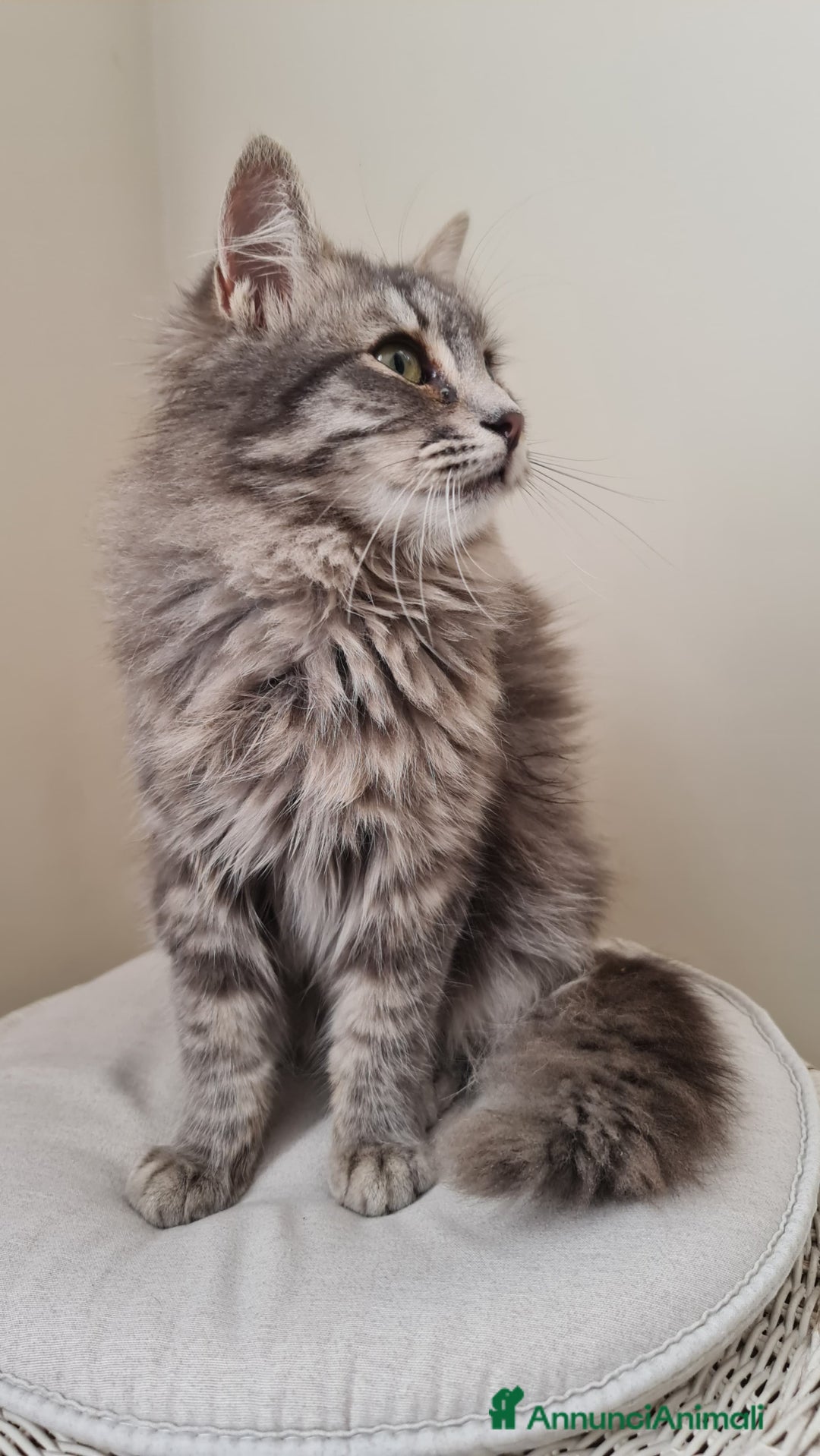 Europeo gatti in regalo: Giulio Cesare, 3 mesi e mezzo, pelo lungo - Annuncio 3