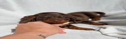 Bassotto cani in vendita: Cuccioli di bassotto ENCI disponibili  - Annuncio 5