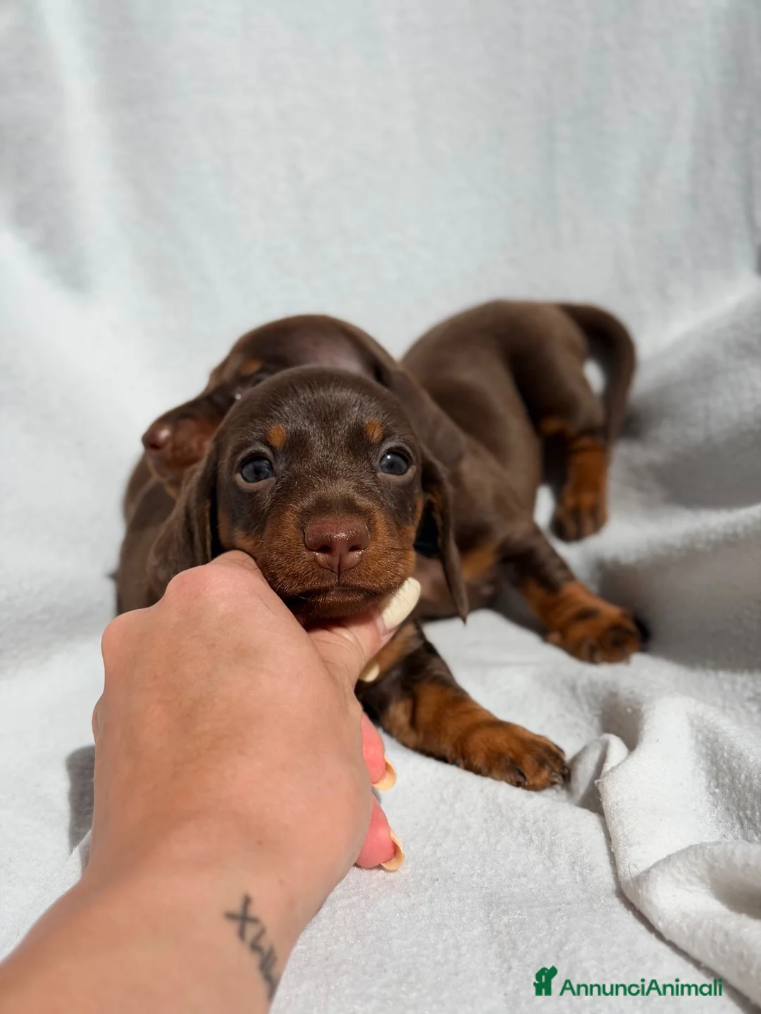 Bassotto cani in vendita: Cuccioli di bassotto ENCI disponibili  - Annuncio 5
