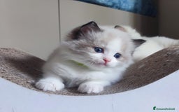 Ragdoll gatti in vendita: Cucciolo ragdoll  a Città metropolitana di Milano - Immagine 1