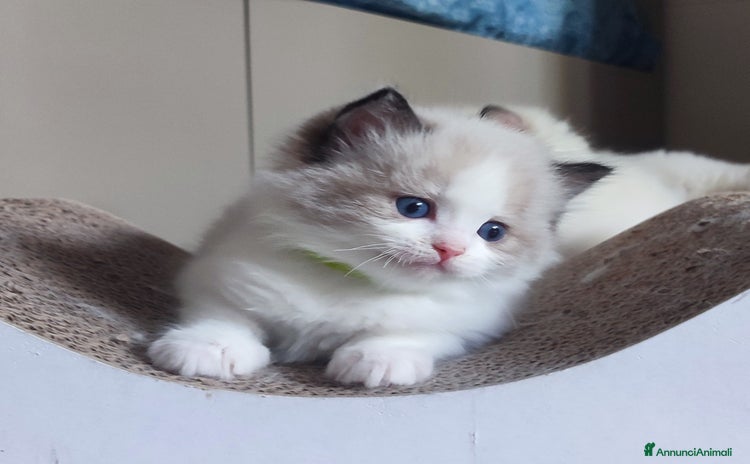 Ragdoll gatti a Città metropolitana di Milano - Annuncio 5