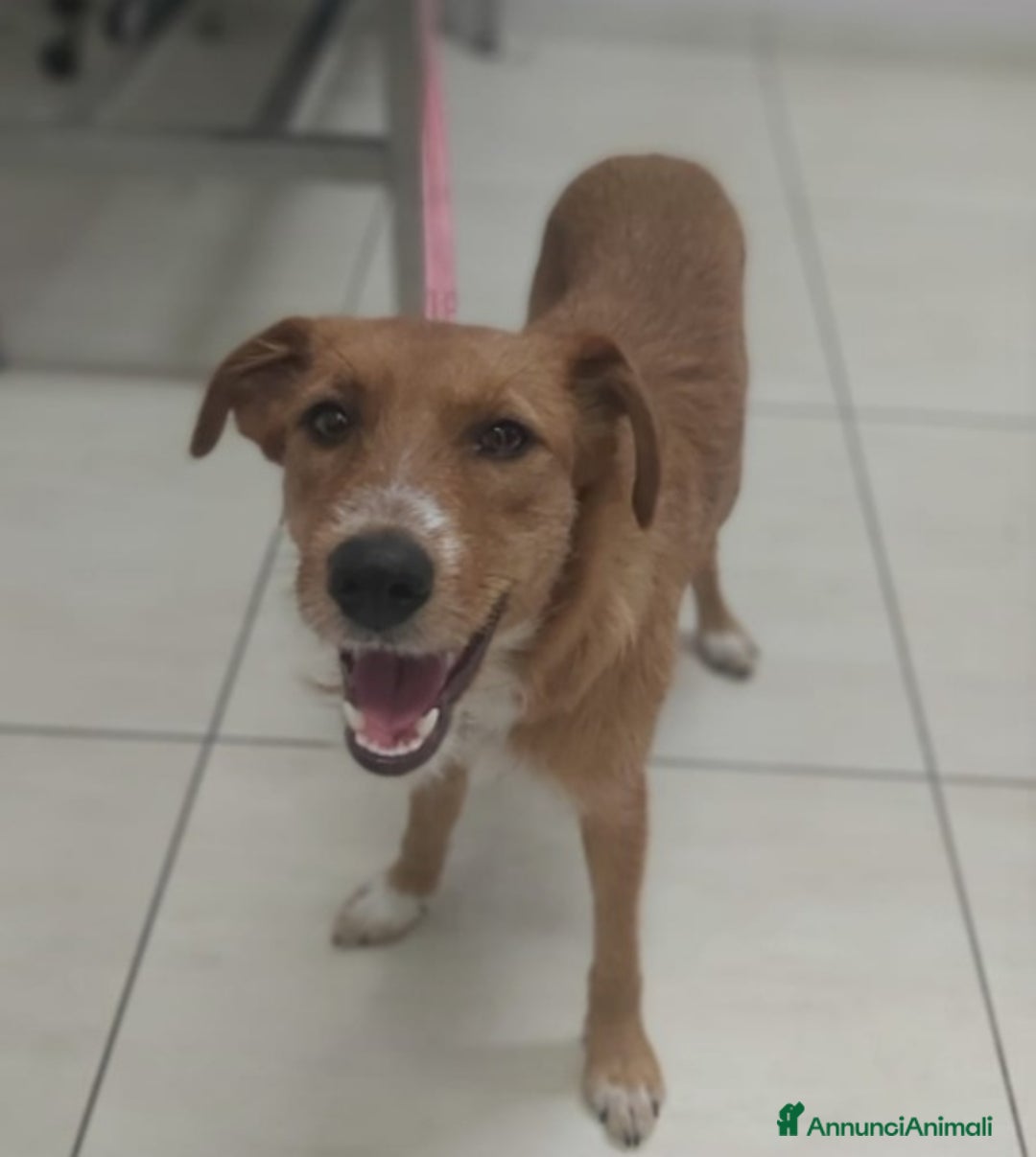 Meticcio cani in regalo: Lea 10mesi kg11 color miele salita a PADOVA - Annuncio 3