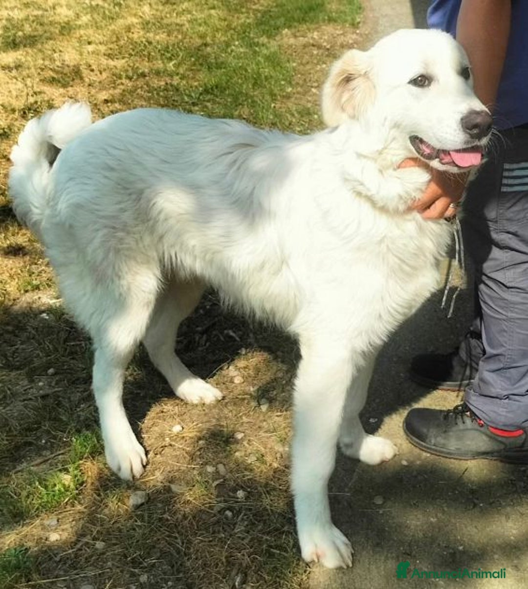 Pastore Maremmano cani in regalo: JERRY giovane con tanta voglia di coccole - Annuncio 5