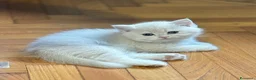 British gatti in vendita: British Golden  - Annuncio 7