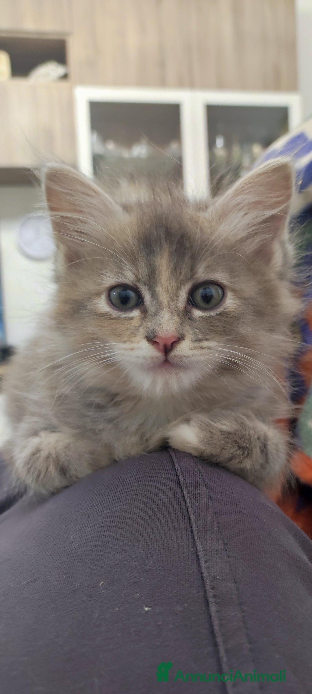 Norvegese gatti in vendita: Cuccioli di Norvegese delle foreste a Città metropolitana di Roma Capitale - Immagine 4