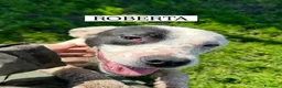 Meticcio cani in regalo: Roberta, la 3^ di 3 cucciole bellissime e monelle - Annuncio 2