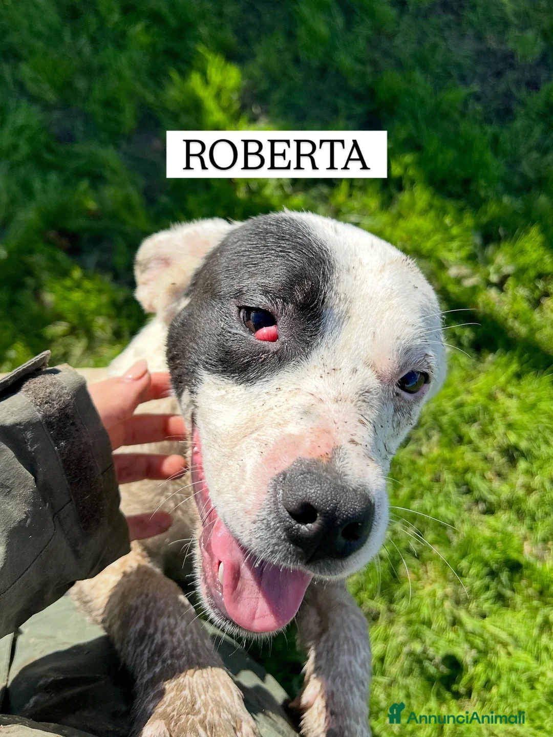 Meticcio cani in regalo: Roberta, la 3^ di 3 cucciole bellissime e monelle - Annuncio 2