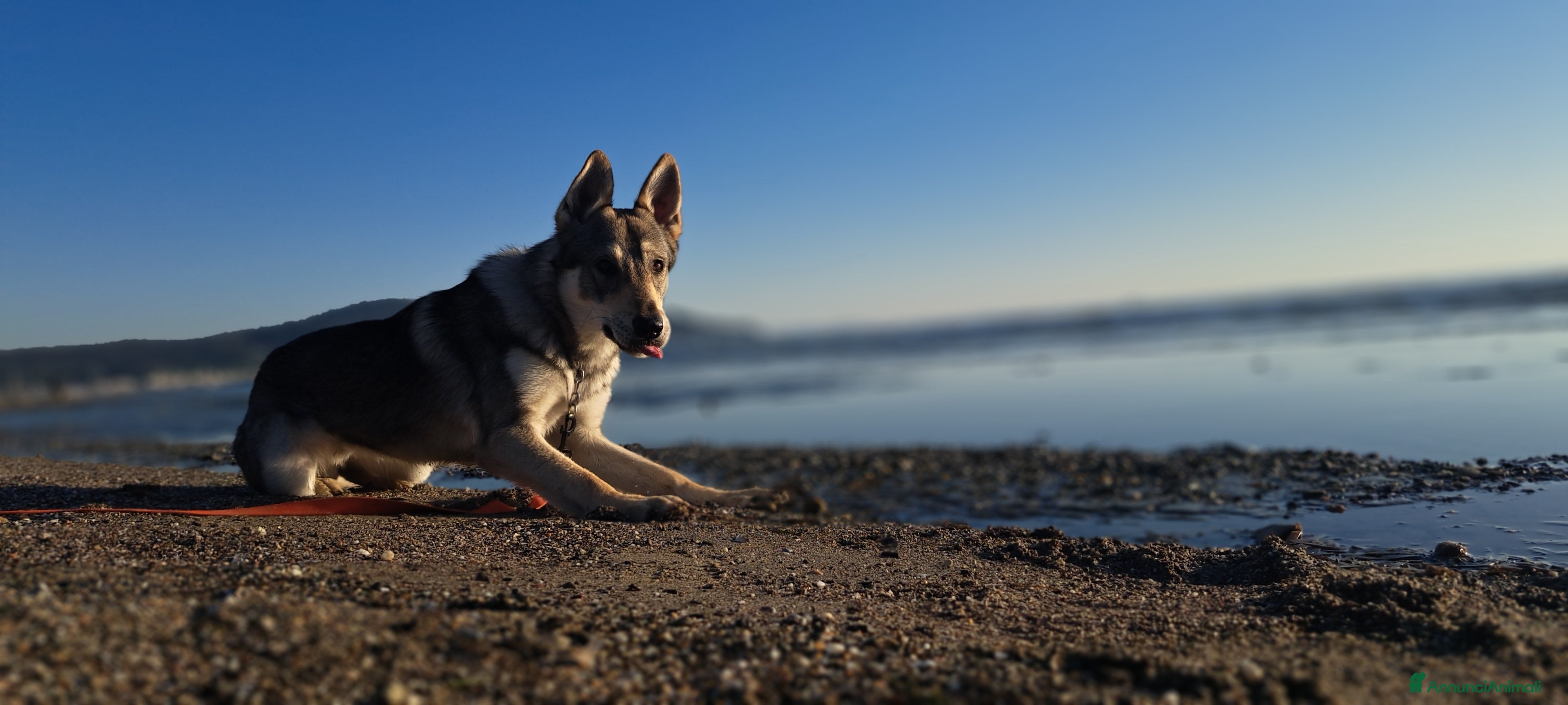Meticcio cani Cerco casa per il mio piccolo Lupo - Annuncio 1