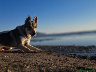 Meticcio cani Cerco casa per il mio piccolo Lupo - Annuncio 1