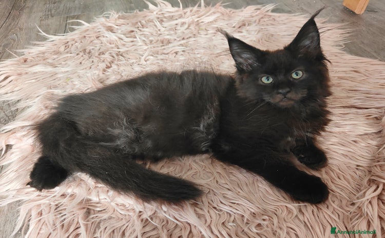 Maine Coon gatti a Città Metropolitana di Venezia - Annuncio 12