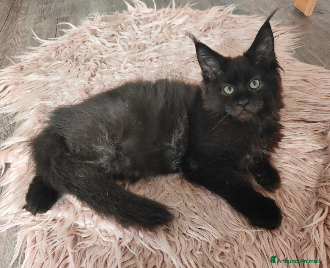 Maine Coon gatti in vendita: NAUSICA a Città Metropolitana di Venezia - Immagine 1