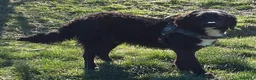 Meticcio cani in regalo: RICCIOLINO mite e tranquillo tg media a Provincia di Alessandria - Annuncio 3