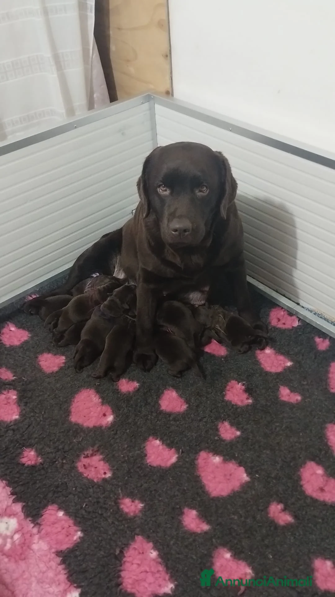 Labrador cani in vendita: LABRADOR - Annuncio 1