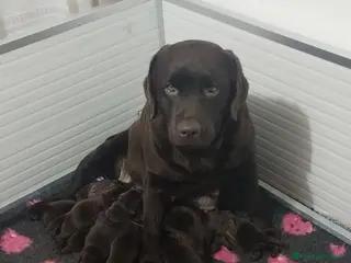 Labrador cani LABRADOR - Annuncio 15