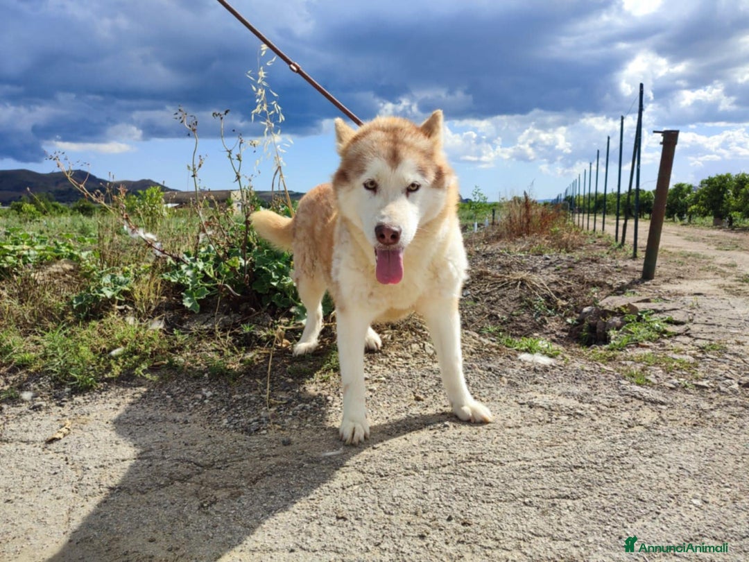 Husky cani in regalo: Stupendi malamute  IN REGALO a Città metropolitana di Catania - Annuncio 2