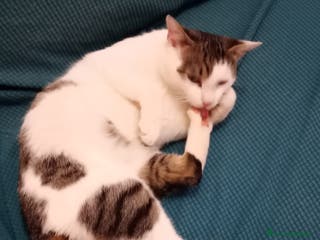 Europeo gatti Teo gatto tipo soriano - Annuncio 18