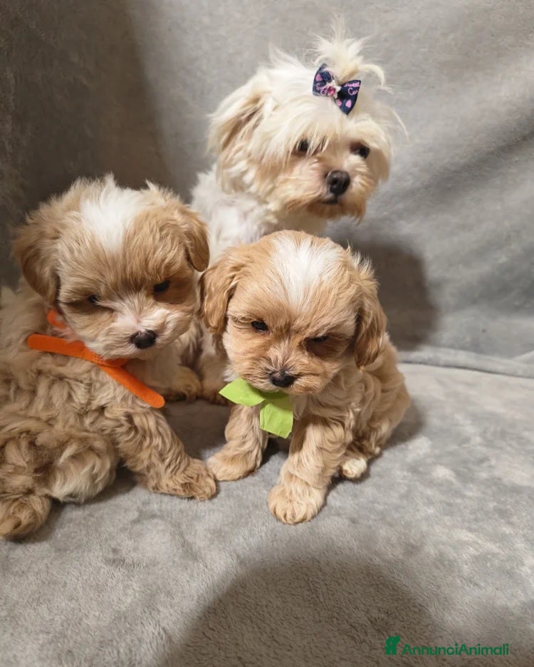 Maltipoo cani Cuccioli di Maltipoo toy - Annuncio 1