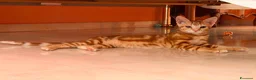 Europeo gatti in regalo: Filippo bellissimo micino rosso  - Annuncio 1