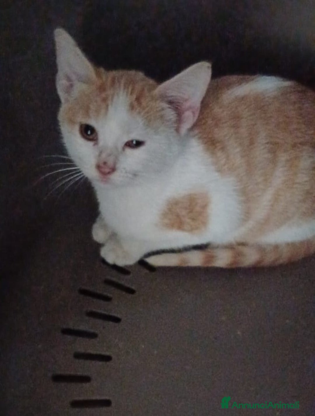 Meticcio gatti in regalo: LA TENERA KANGA - Annuncio 3