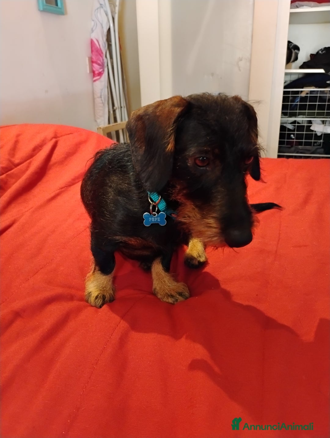 Bassotto cani per accoppiamento: Pepe in cerca di fidanzata - Annuncio 2