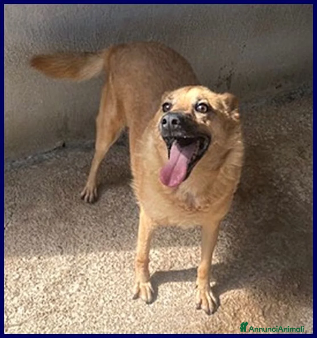 Meticcio cani in regalo: BOMBER nonnino con tanta voglia di casa - Annuncio 1