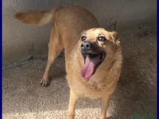 Meticcio cani BOMBER nonnino con tanta voglia di casa - Annuncio 35