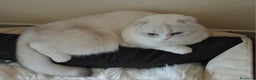 Scottish gatti in vendita: Cucciola Scottish Fold  - Annuncio 8