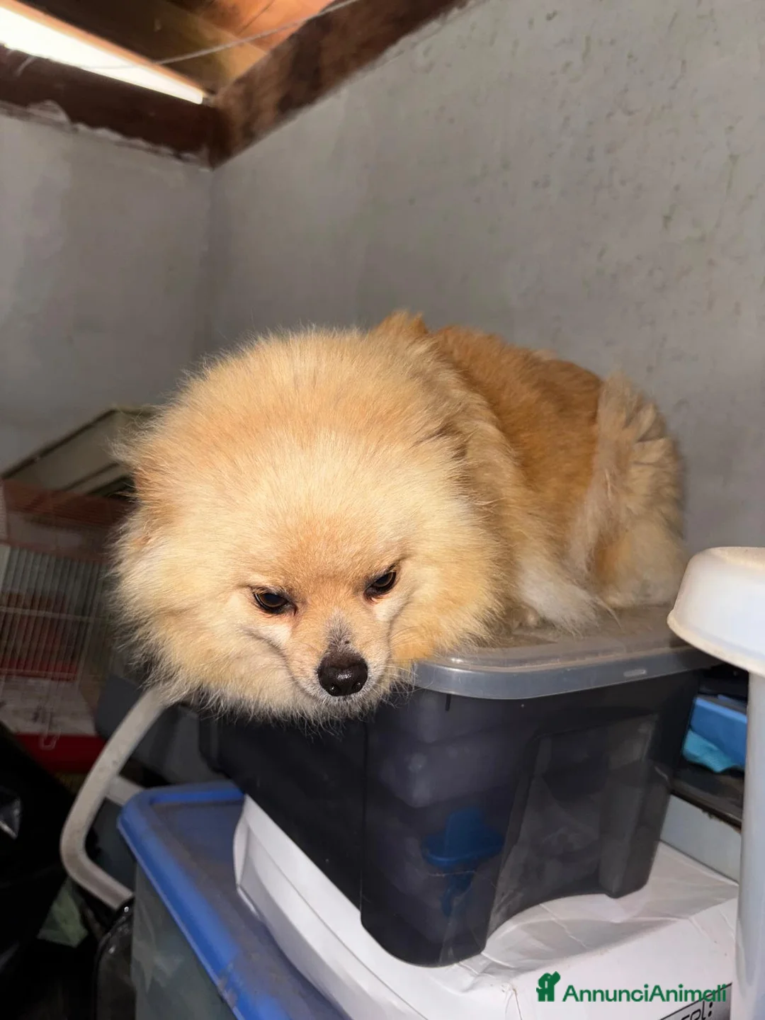 Spitz cani in vendita: Cuccioli spitz minitoy a Città Metropolitana di Bari - Annuncio 1