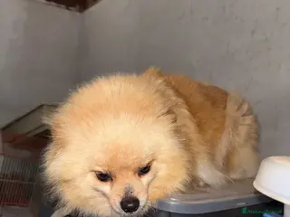 Spitz cani Cuccioli spitz minitoy - Annuncio 3